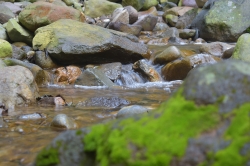 How the CA youth can be involved in the organization of the World Water Week?