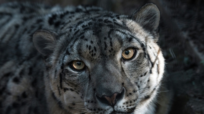 Uzbekistan will host mass events for youth dedicated to World Wildlife Day